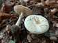 Citromgalóca (Amanita citrina), Somogy
